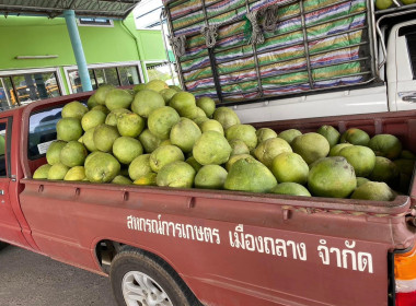 รับมอบส้มโอพันธ์ขาวใหญ่จากสหกรณ์การเกษตรบางคนที จำกัด ... พารามิเตอร์รูปภาพ 4