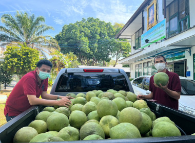 รับมอบส้มโอพันธ์ขาวใหญ่จากสหกรณ์การเกษตรบางคนที จำกัด ... พารามิเตอร์รูปภาพ 6