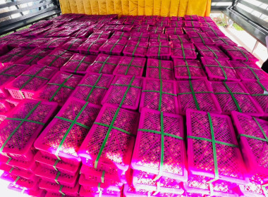 กระจายลำไย (พันธุ์อีดอ) จากสหกรณ์การเกษตรประตูป่า จำกัด ... พารามิเตอร์รูปภาพ 5