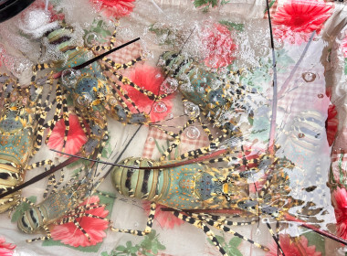 พิธีเปิดงานส่งเสริมและพัฒนาศักยภาพเส้นทางกุ้งมังกรเจ็ดสี ณ ... พารามิเตอร์รูปภาพ 4