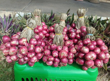 การประชุมหารือแนวทางในการบริหารจัดการผลผลิตหอมแดงของจังหวัดศรีสะเกษ ... พารามิเตอร์รูปภาพ 5