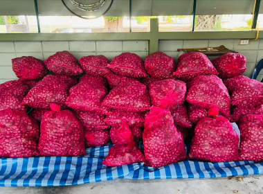 กระจายผลผลิตหอมแดง ของสมาชิกสหกรณ์/เกษตรกรในจังหวัดศรีสะเกษ พารามิเตอร์รูปภาพ 14