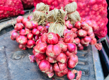 กระจายผลผลิตหอมแดง ของสมาชิกสหกรณ์/เกษตรกรในจังหวัดศรีสะเกษ พารามิเตอร์รูปภาพ 15