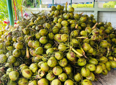 ร่วมกระจายมะพร้าวน้ำหอมจากเกษตรกรจังหวัดสงขลา พารามิเตอร์รูปภาพ 4