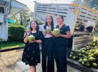 ร่วมกระจายมะพร้าวน้ำหอมจากเกษตรกรจังหวัดสงขลา พารามิเตอร์รูปภาพ 13