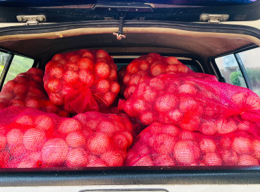 ร่วมกระจายหอม (หัว) ใหญ่จากจังหวัดเชียงใหม่ พารามิเตอร์รูปภาพ 2