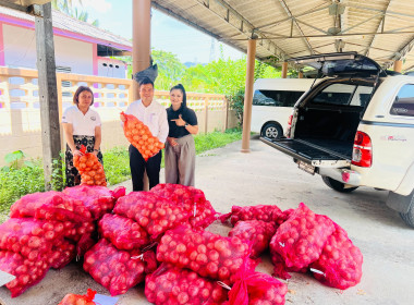 ร่วมกระจายหอม (หัว) ใหญ่จากจังหวัดเชียงใหม่ พารามิเตอร์รูปภาพ 4