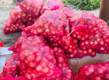 ร่วมกระจายหอม (หัว) ใหญ่จากจังหวัดเชียงใหม่ พารามิเตอร์รูปภาพ 5