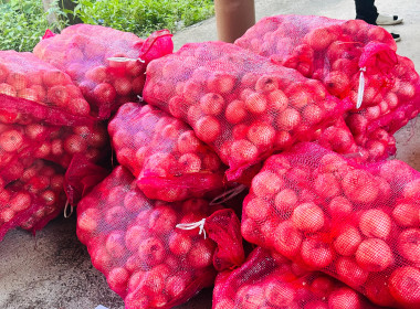 ร่วมกระจายหอม (หัว) ใหญ่จากจังหวัดเชียงใหม่ พารามิเตอร์รูปภาพ 12