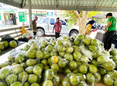 รับมอบส้มโอพันธุ์ขาวใหญ่ จำนวน 1,800 ลูก มูลค่า 135,000 บาท ... พารามิเตอร์รูปภาพ 5