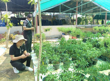 ลงพื้นที่ศูนย์สัมมาชีพต้นแบบตามหลักปรัชญาของเศรษฐกิจพอเพียง ... พารามิเตอร์รูปภาพ 5
